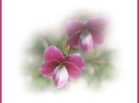 枠線を引いた画像